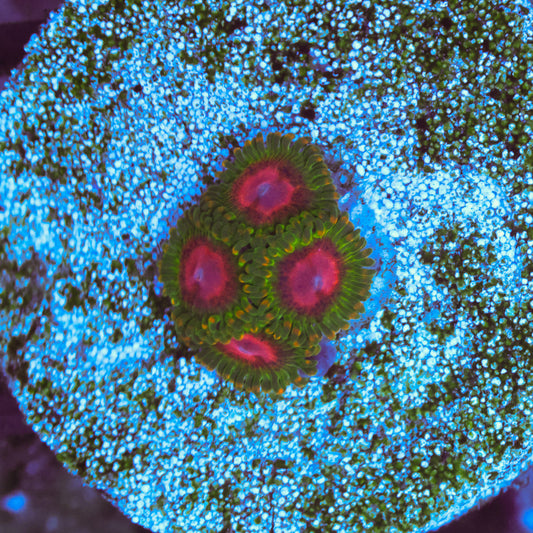 WYSIWYG Awesome Blossom Zoa - 4 Polyps
