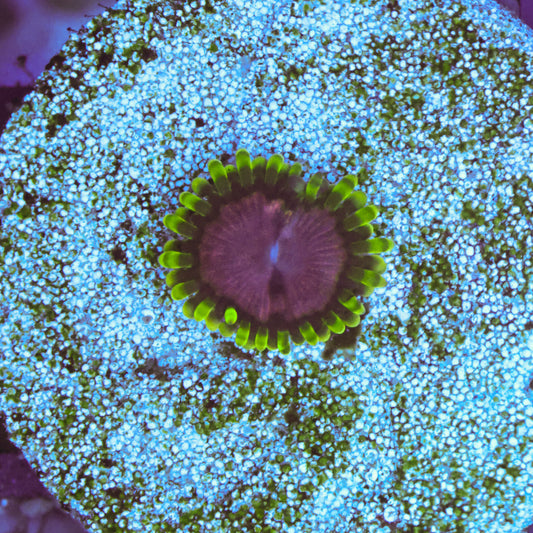 WYSIWYG Purple Monster Zoa - 1 Polyp