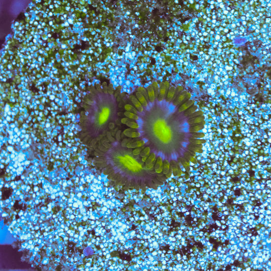 WYSIWYG Blue Steel Zoa - 3 Polyps