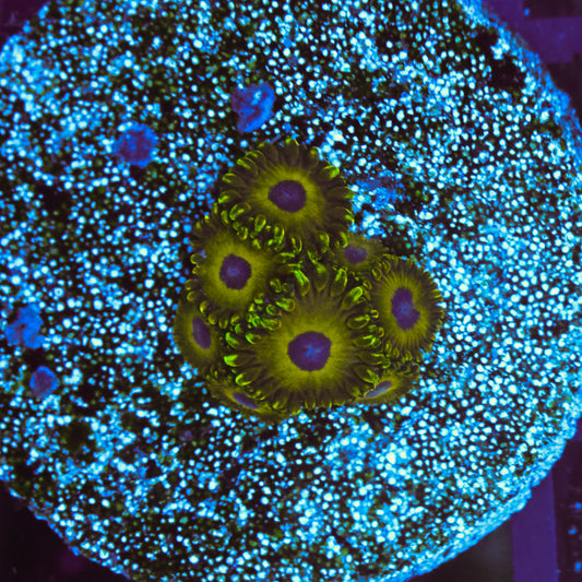 WYSIWYG Golden Hornets Zoa - 7 Polyps