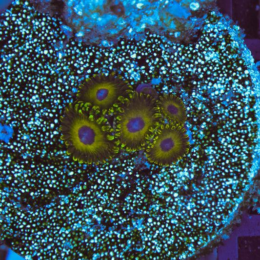 WYSIWYG Golden Hornets Zoa - 5 Polyps