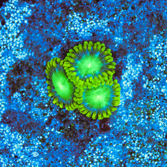 WYSIWYG Radioactive Dragon Eye Zoa - 3 Polyps