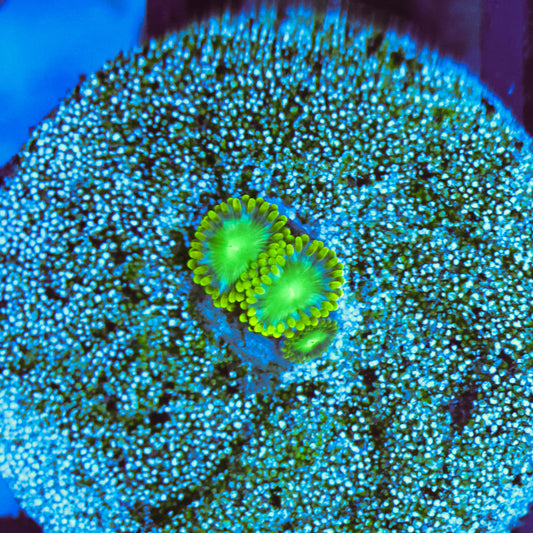WYSIWYG Radioactive Dragon Eye Zoa - 3 Polyps