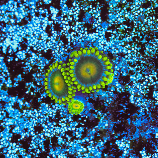 WYSIWYG Green Bay Packers Zoa - 3 Polyps