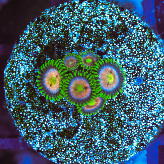 WYSIWYG Laser Lemon Zoa - 6 Polyps
