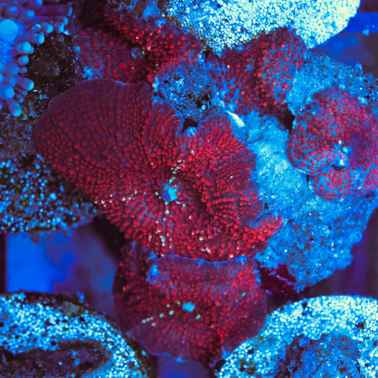 WYSIWYG Red and White Discosoma Mushrooms - 5+ Leafs