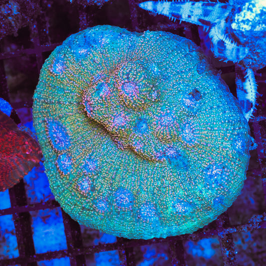 WYSIWYG Fist Full Of Dollars Chalice - UK Grown