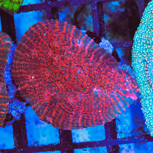 WYSIWYG Red Cherry Chalice - UK Grown