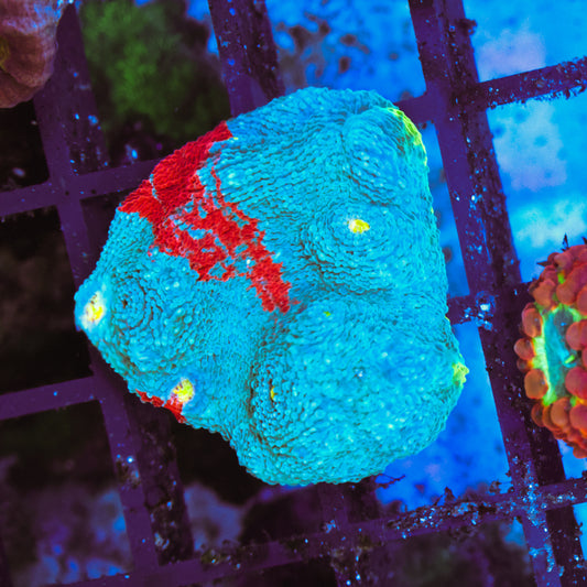 WYSIWYG Ultra Jellybean Chalice - Message for Video