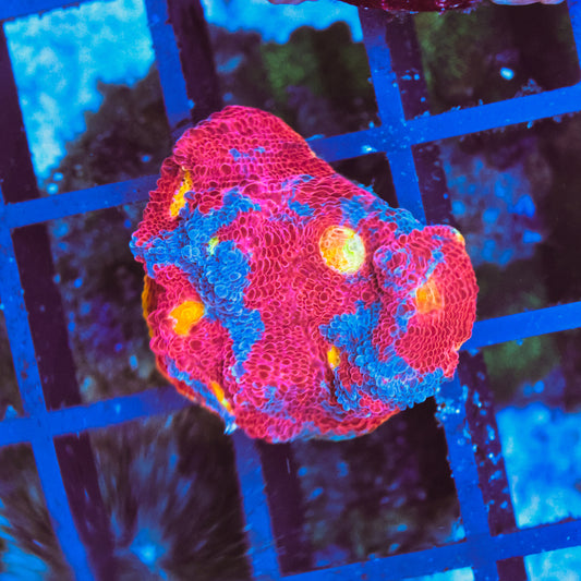 WYSIWYG Ultra Jellybean Chalice - Message for Video