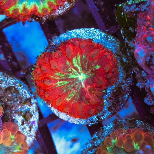 WYSIWYG Ultra Red Blastomussa - 1 Head