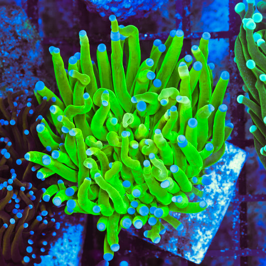 WYSIWYG Holy Grail Torch - Splitting Heads