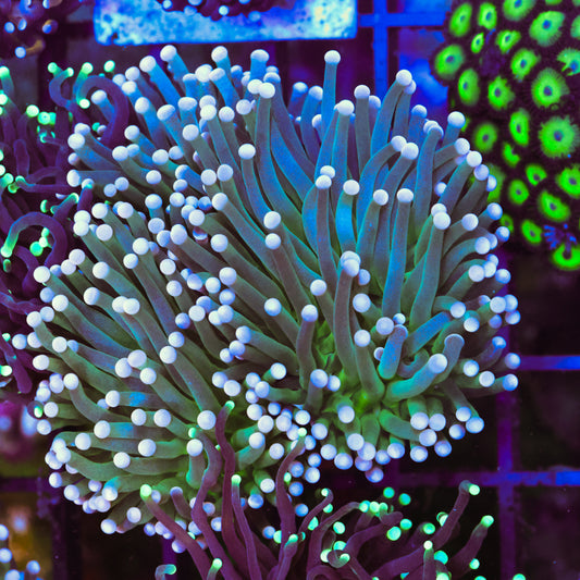 WYSIWYG Cotton Candy Torch - 3+ Heads