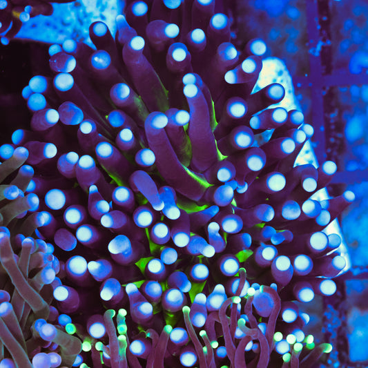 WYSIWYG Atomic NYK Torch - Splitting Heads