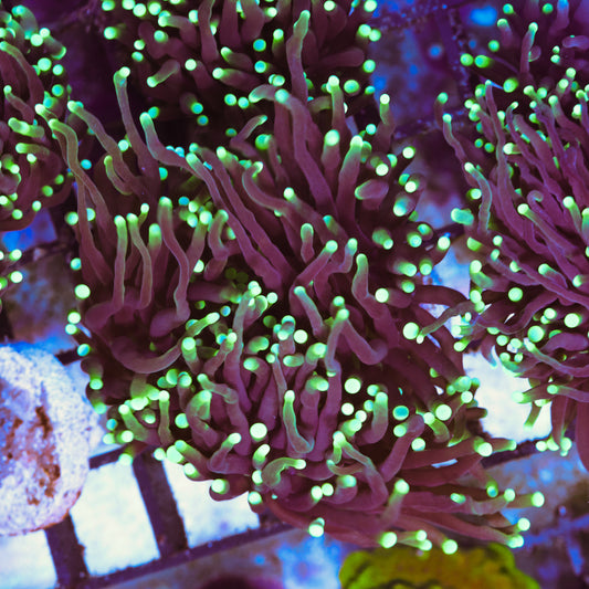 WYSIWYG Black Torch - 3+ Heads