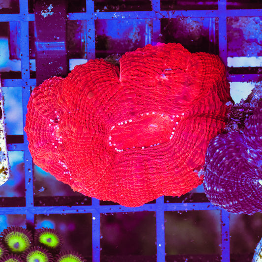 WYSIWYG Bright Red Acan. bowerbanki Frag