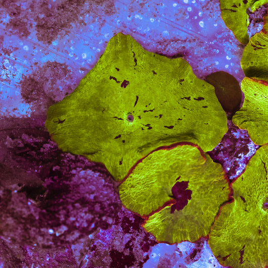 WYSIWYG Electus Jawbreaker Discosoma Mushrooms - 2 Leaves