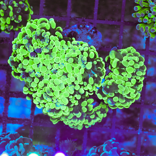 WYSIWYG Splattered Hammer Colony - 6+ Heads