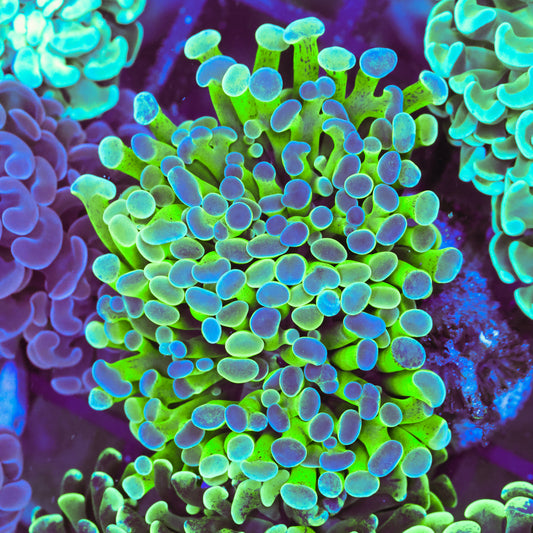 WYSIWYG Green Hologram Hammer Colony - 2 Heads