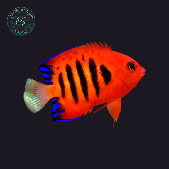 Tank bred Flame Angelfish Centropyge loriculus in UK reef aquarium