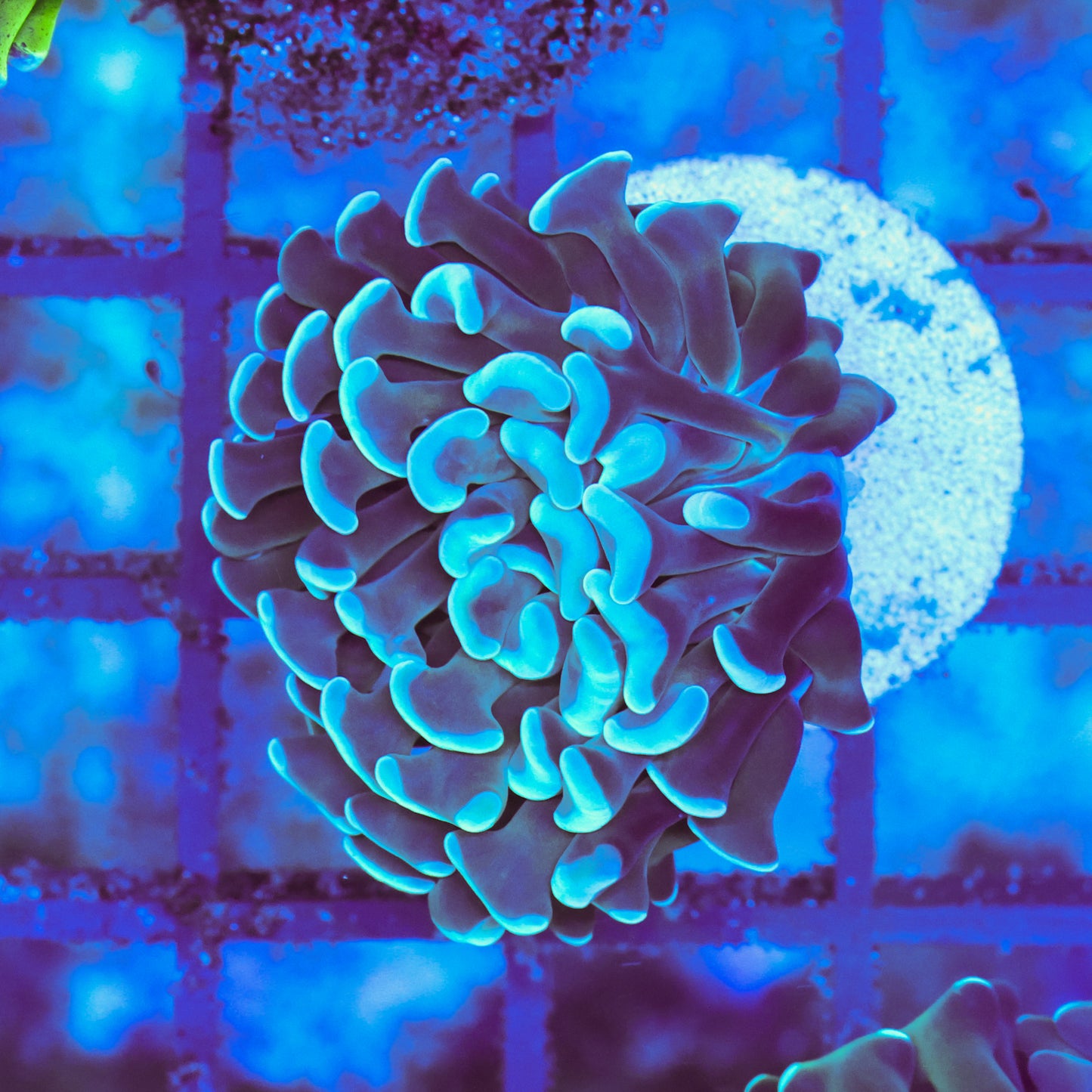 WYSIWYG Blue Hammer Colony - 1 Head