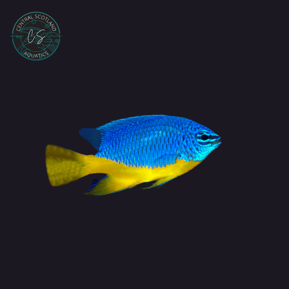 Tank bred Regal Damsel Chrysiptera hemicyanea in UK reef aquarium