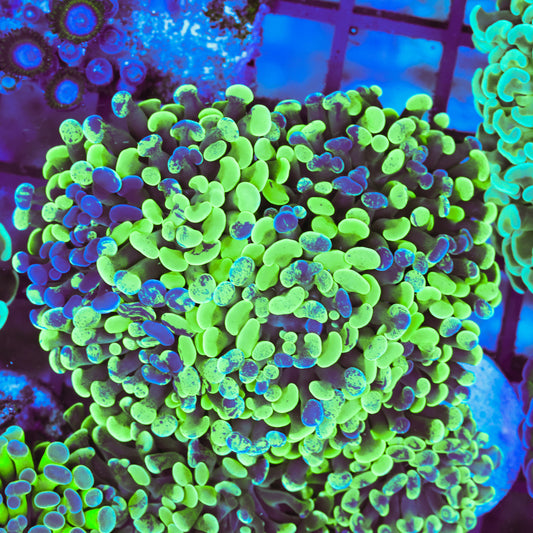 WYSIWYG Splattered Hammer Colony - 4+ Heads