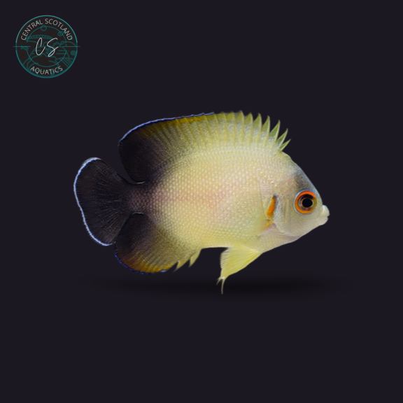 Tank bred Vrolikii Angelfish Centropyge vrolikii in UK reef aquarium