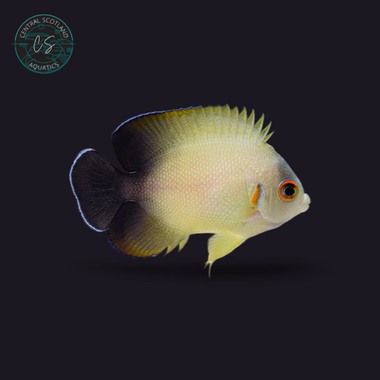 Tank bred Vrolikii Angelfish Centropyge vrolikii in UK reef aquarium
