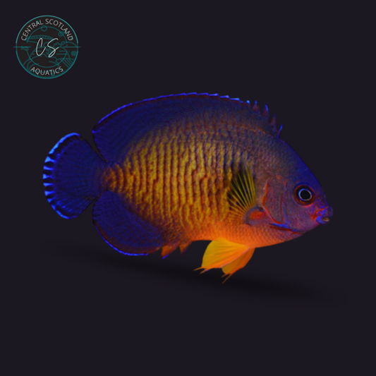 Tank bred Coral Beauty Angelfish Centropyge bispinosa in UK reef aquarium