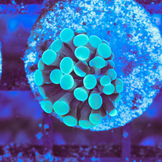 WYSIWYG Teal Hammer Colony - 1 Head