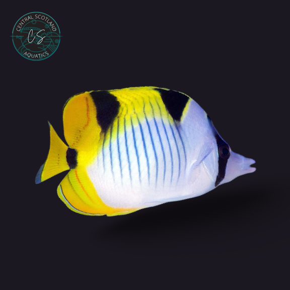 Falcula Butterfly (Chaetodon falcula)