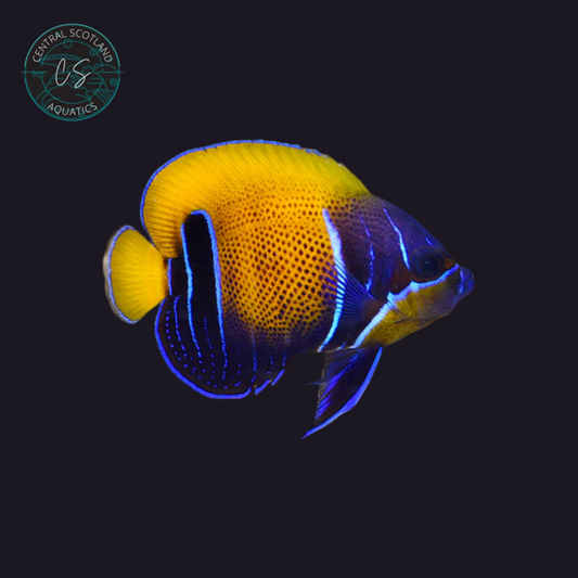 Tank bred Majestic Angelfish Pomacanthus navarchus in UK reef aquarium