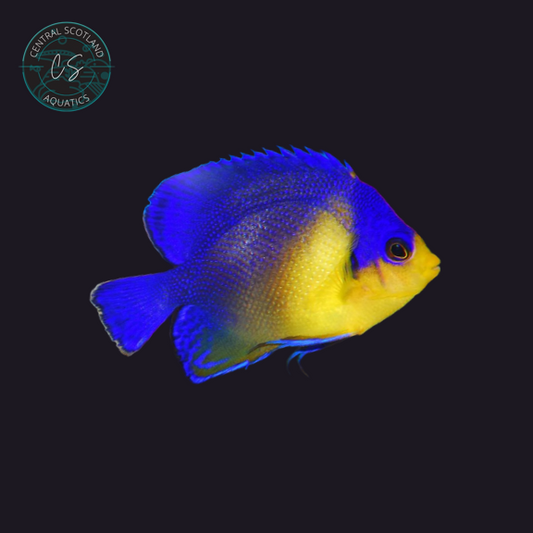 Tank bred Venustus Angelfish Paracentropyge venusta in UK reef aquarium