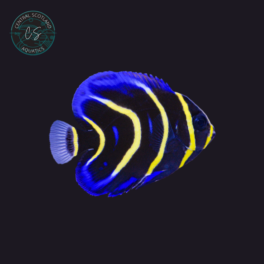 Tank bred Cortez Angelfish Pomacanthus zonipectus in UK reef aquarium