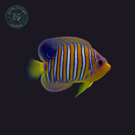 Tank bred Regal Angelfish Pygoplites diacanthus in UK reef aquarium