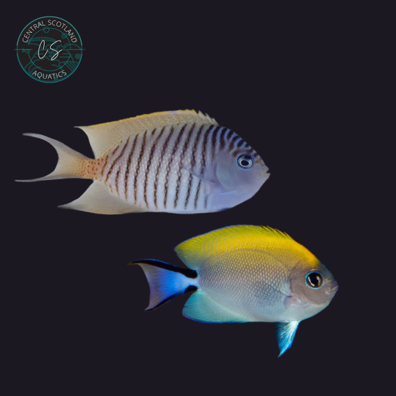 Tank bred Swallowtail Angelfish Genicanthus melanospilos in UK reef aquarium