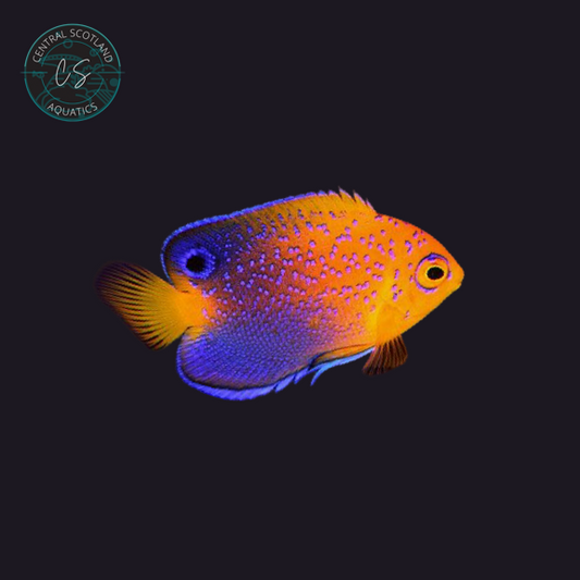 Tank bred Interruptus Angelfish Centropyge interruptus in UK reef aquarium