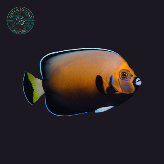 Tank bred Conspicuous Angelfish Chaetodontoplus conspicillatus in UK reef aquarium