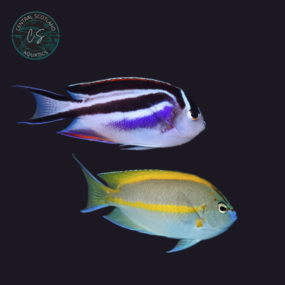 Tank bred Bellus Angelfish Genicanthus bellus in UK reef aquarium