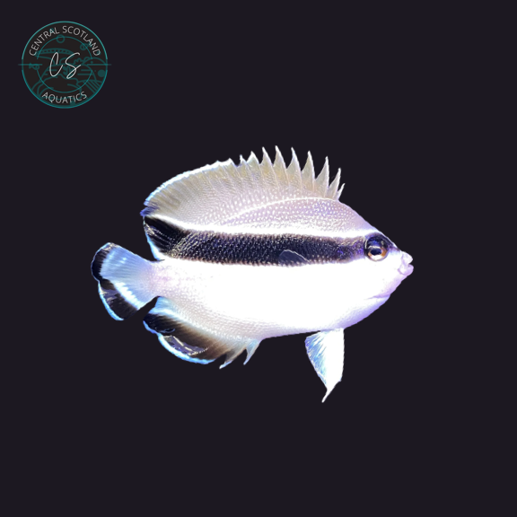 Tank bred Bandit Angelfish Apolemichthys arcuatus in UK reef aquarium
