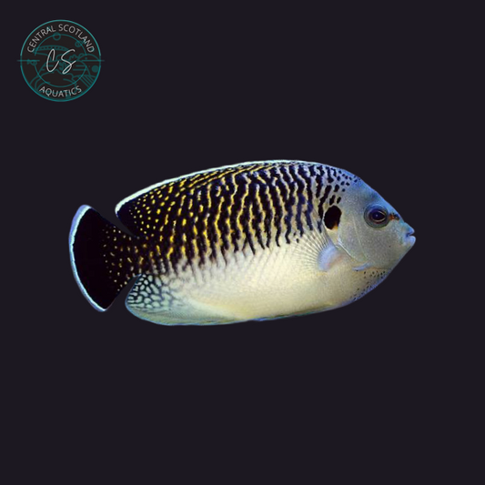 Tank bred Kingi Angelfish Apolemichthys kingi in UK reef aquarium