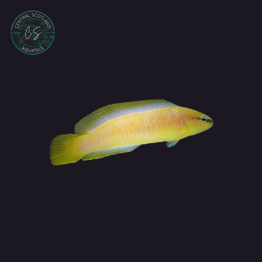 Tank bred White Nose Dottyback Pseudochromis leucorhynchus in UK reef aquarium