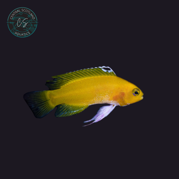 Tank bred Platinum Dejongii Basslet Gramma dejongi variant in UK reef aquarium