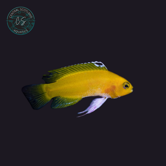 Tank bred Platinum Dejongii Basslet Gramma dejongi variant in UK reef aquarium
