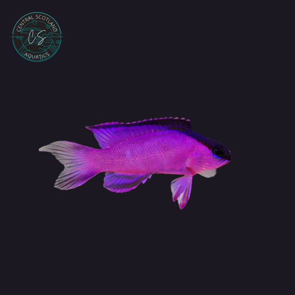 Tank bred Black Cap Basslet Gramma melacara in UK reef aquarium