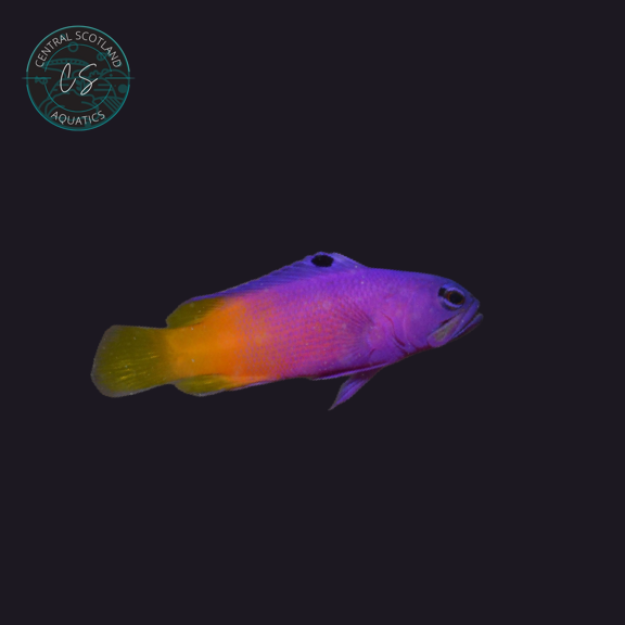 Tank bred Brazilian Gramma Gramma brasiliensis in UK reef aquarium