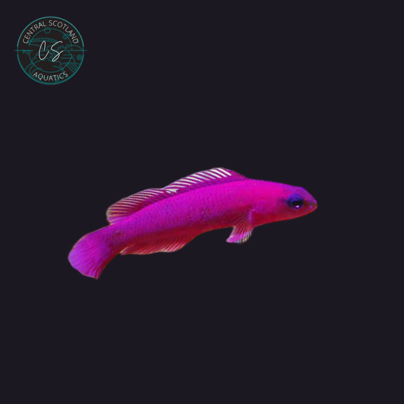 Tank bred Fridmani Basslet Pseudochromis fridmani in UK reef aquarium