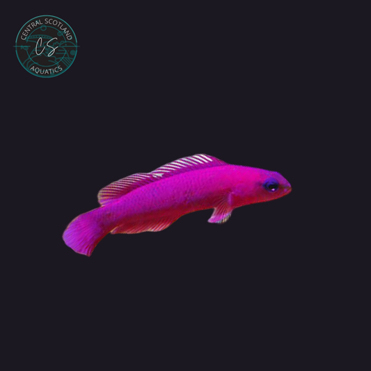 Tank bred Fridmani Basslet Pseudochromis fridmani in UK reef aquarium