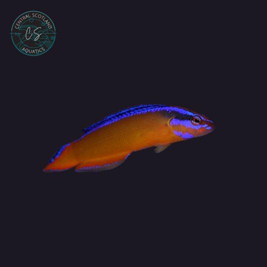 Tank bred Neon Dottyback Pseudochromis aldabraensis in UK reef aquarium